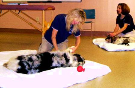 Doggone U - Bancroft School of Animal and Equine Massage Therapy located in  Worcester, MA